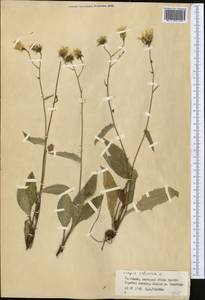 Crepis sibirica L., Middle Asia, Northern & Central Tian Shan (M4) (Kyrgyzstan)