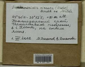 Dicranoweisia cirrata (Hedw.) Lindb. ex Milde, Bryophytes, Bryophytes - North Caucasus & Ciscaucasia (B12) (Russia)