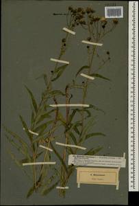Hieracium umbellatum L., Eastern Europe, North-Western region (E2) (Russia)