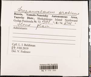 Drepanocladus arcticus (R.S. Williams) Hedenäs, Bryophytes, Bryophytes - Western Siberia (including Altai) (B15) (Russia)