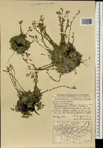 Eritrichium villosum (Ledeb.) Bunge, Mongolia (MONG) (Mongolia)