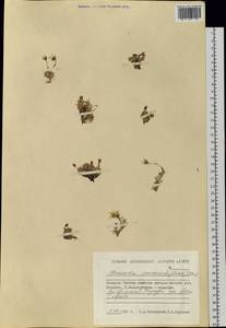 Pseudocherleria macrocarpa (Pursh) Dillenb. & Kadereit, Siberia, Chukotka & Kamchatka (S7) (Russia)