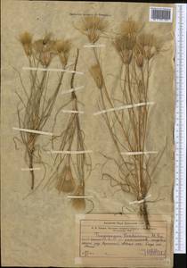Tragopogon vvedenskyi Popov ex Pavlov, Middle Asia, Western Tian Shan & Karatau (M3) (Uzbekistan)