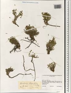 Anabasis brevifolia C. A. Mey., Mongolia (MONG) (Mongolia)