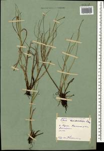 Carex chordorrhiza L.f., Caucasus, Dagestan (K2) (Russia)