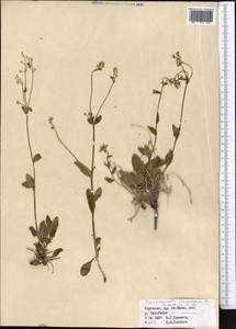 Eritrichium umbelluliferum (B. Fedtsch.), Middle Asia, Northern & Central Tian Shan (M4) (Kyrgyzstan)