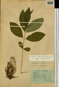 Vincetoxicum ascyrifolium Franch. & Sav., Siberia, Russian Far East (S6) (Russia)