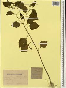 Solanum nigrum L., Caucasus, Krasnodar Krai & Adygea (K1a) (Russia)