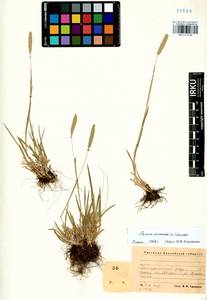 Phleum phleoides (L.) H.Karst., Siberia, Altai & Sayany Mountains (S2) (Russia)