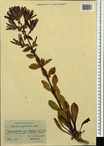 Saponaria glutinosa M. Bieb., Caucasus, Black Sea Shore (from Novorossiysk to Adler) (K3) (Russia)