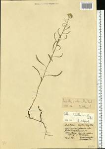 Achillea ×submicrantha Tzvelev, Eastern Europe, South Ukrainian region (E12) (Ukraine)