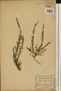 Calluna vulgaris (L.) Hull, Eastern Europe, North Ukrainian region (E11) (Ukraine)