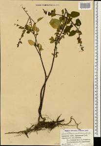 Scutellaria albida subsp. colchica (Rech.f.) J.R.Edm., Caucasus, Georgia (K4) (Georgia)