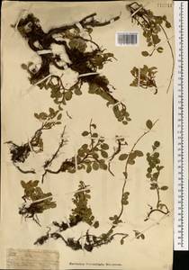 Salix nummularia Andersson, Mongolia (MONG) (Mongolia)