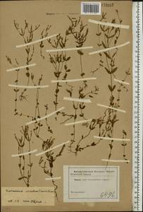 Centaurium pulchellum (Sw.) Druce, Eastern Europe, North Ukrainian region (E11) (Ukraine)