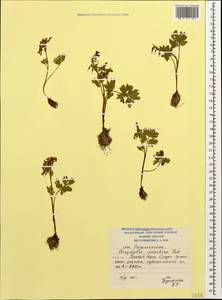 Corydalis conorhiza Ledeb., Caucasus, South Ossetia (K4b) (South Ossetia)