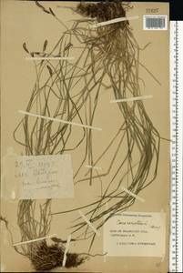 Carex cespitosa L., Eastern Europe, Central forest region (E5) (Russia)