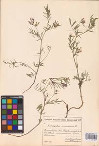 Astragalus arenarius L., Eastern Europe, Belarus (E3a) (Belarus)