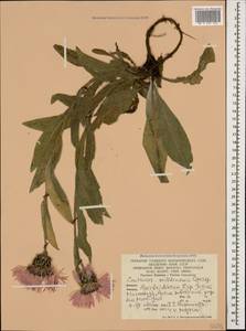 Centaurea cheiranthifolia subsp. willdenowii (Czerep.) Mikheev, Caucasus, Azerbaijan (K6) (Azerbaijan)