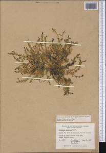 Stellaria humifusa Rottb., America (AMER) (Canada)
