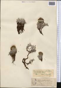 Saussurea gnaphalodes (Royle) Sch. Bip., Middle Asia, Dzungarian Alatau & Tarbagatai (M5) (Kazakhstan)