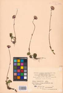 Homogyne alpina (L.) Cass., Eastern Europe, West Ukrainian region (E13) (Ukraine)