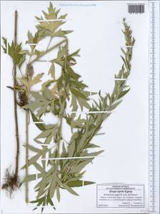 Artemisia argyi H. Lév. & Vaniot, Eastern Europe, Central forest-and-steppe region (E6) (Russia)