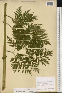 Pleurospermum uralense Hoffm., Eastern Europe, Middle Volga region (E8) (Russia)