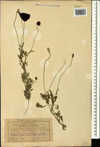 Papaver macrostomum Boiss. & A. Huet ex Boiss., Caucasus, Azerbaijan (K6) (Azerbaijan)