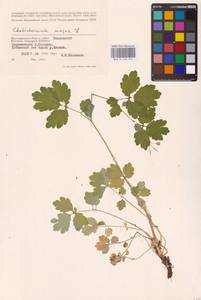Chelidonium majus L., Eastern Europe, Lower Volga region (E9) (Russia)