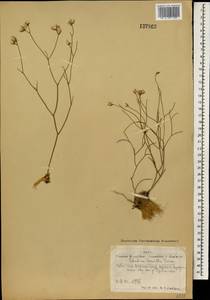 Limonium tenellum (Turcz.) Kuntze, Mongolia (MONG) (Mongolia)