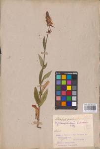 MHA 0 154 895, Stachys palustris L., Eastern Europe, Middle Volga region (E8) (Russia)