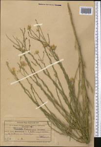 Heteropappus altaicus var. canescens (Nees) Serg., Middle Asia, Western Tian Shan & Karatau (M3) (Kazakhstan)