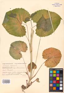 Lunaria rediviva L., Eastern Europe, Moscow region (E4a) (Russia)