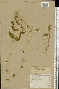 Stellaria nemorum L., Eastern Europe, North-Western region (E2) (Russia)