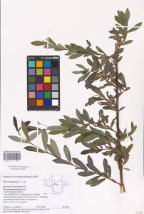 Salix purpurea, Eastern Europe, Central region (E4) (Russia)