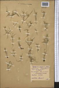 Eremopyrum triticeum (Gaertn.) Nevski, Middle Asia, Northern & Central Kazakhstan (M10) (Kazakhstan)