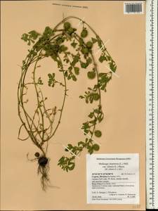 Medicago intertexta subsp. ciliaris (L.)Ponert, South Asia, South Asia (Asia outside ex-Soviet states and Mongolia) (ASIA) (Cyprus)