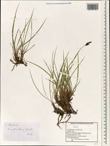Carex orbicularis Boott, South Asia, South Asia (Asia outside ex-Soviet states and Mongolia) (ASIA) (China)