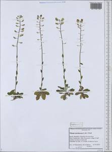 Noccaea caerulescens (J. Presl & C. Presl) F.K. Mey., Eastern Europe, Northern region (E1) (Russia)