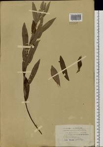 Salix viminalis L., Siberia, Altai & Sayany Mountains (S2) (Russia)