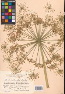 Heracleum sosnowskyi Manden., Eastern Europe, Moscow region (E4a) (Russia)