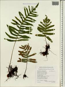Polypodium macaronesicum subsp. azoricum (Vasc.) F. J. Rumsey, Carine & Robba, Africa (AFR) (Portugal)
