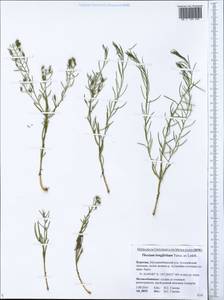 Thesium longifolium Turcz., Siberia, Baikal & Transbaikal region (S4) (Russia)