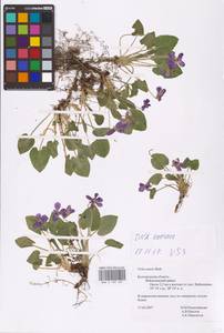 Viola suavis M. Bieb., Eastern Europe, Central forest-and-steppe region (E6) (Russia)