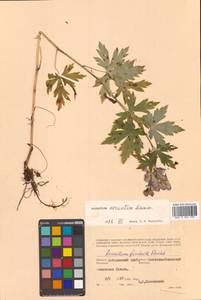 Aconitum sczukinii Turcz., Siberia, Russian Far East (S6) (Russia)