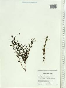 Spiraea aquilegifolia Pall., Siberia, Baikal & Transbaikal region (S4) (Russia)