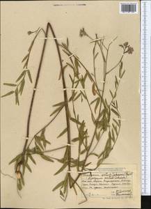 Poacynum pictum (Schrenk) Baill., Middle Asia, Dzungarian Alatau & Tarbagatai (M5) (Kazakhstan)