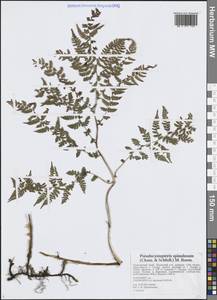 Athyrium spinulosum (Maxim.) Milde, Siberia, Russian Far East (S6) (Russia)