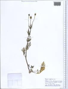 Roemeria sicula (Guss.) Galasso, Banfi, L. Sáez & Bartolucci, Caucasus, Black Sea Shore (from Novorossiysk to Adler) (K3) (Russia)
